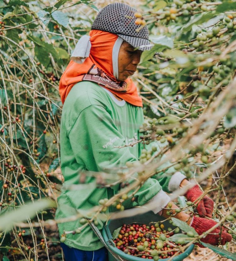 Sepotong Kisah Kopi Ciwidey