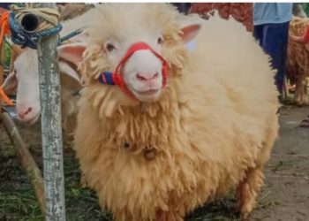 Festival Domba, Siasat Cantik Warga Kaki Gunung Sumbing Tingkatkan Ekonomi