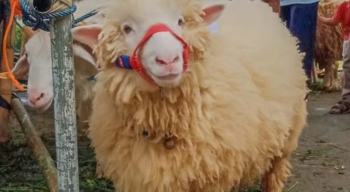 Festival Domba, Siasat Cantik Warga Kaki Gunung Sumbing Tingkatkan Ekonomi