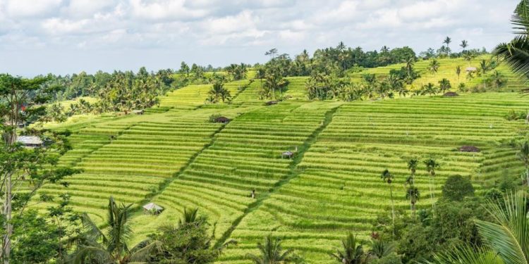 Libur Lebaran, Asyiknya Berwisata ke Desa Wisata Jatiluwih Tabanan Bali