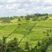Libur Lebaran, Asyiknya Berwisata ke Desa Wisata Jatiluwih Tabanan Bali