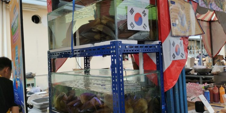 Nikmati Kudapan Asli Korea di Chessy Pen Shells!