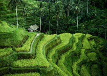 Keren! Ubud Bali Peringkat Pertama Kota Terbaik  di Asia