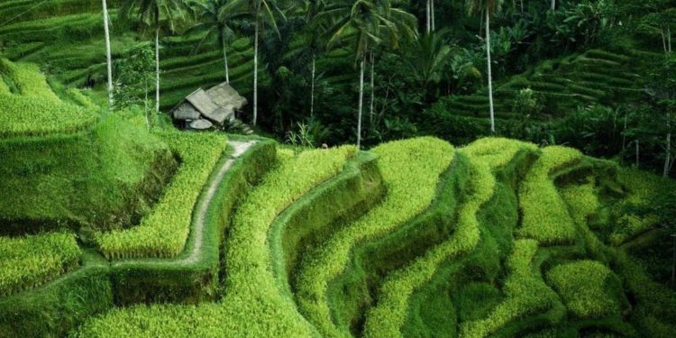 Keren! Ubud Bali Peringkat Pertama Kota Terbaik  di Asia
