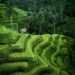 Keren! Ubud Bali Peringkat Pertama Kota Terbaik  di Asia