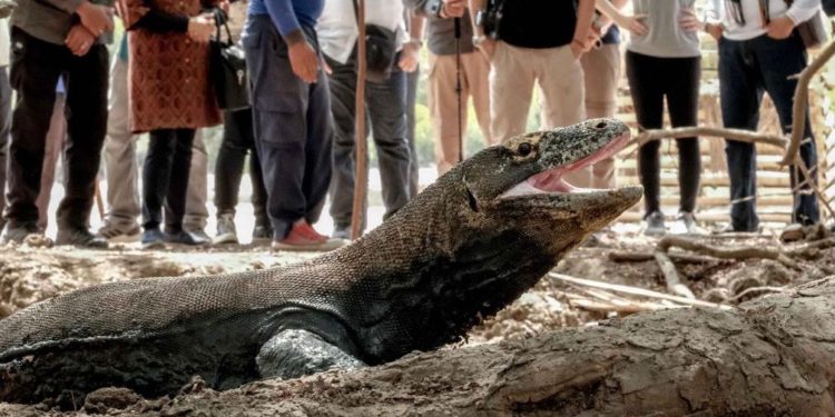 Kenaikan Tiket Masuk Taman Nasional Komodo Ditunda!