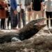 Kenaikan Tiket Masuk Taman Nasional Komodo Ditunda!