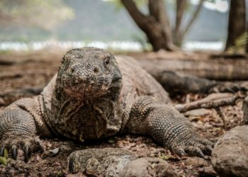 Harga Tiket Taman Nasional Komodo Rp 3,7 Juta Dibatalkan, Sandiaga Ungkap Alasannya
