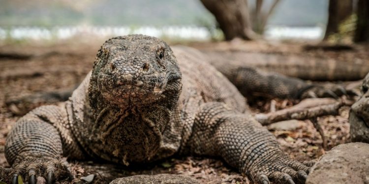 Harga Tiket Taman Nasional Komodo Rp 3,7 Juta Dibatalkan, Sandiaga Ungkap Alasannya