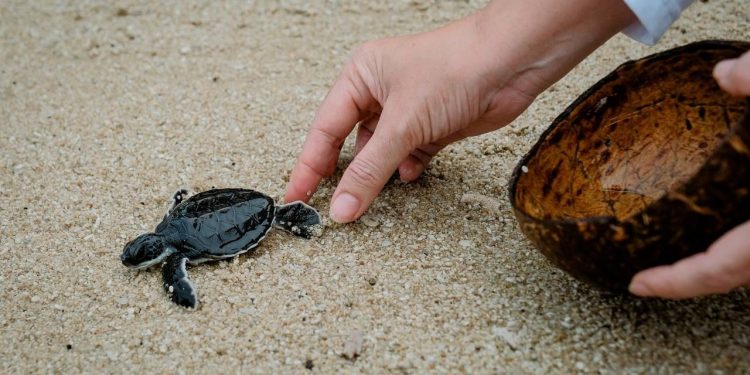 Desa Wisata Kelawi, Lampung Unggulkan Wisata Bahari Masuk 75 Besar ADWI 2023