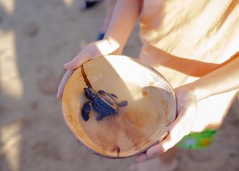 Peduli Kelestarian Penyu, Hotel Nikko Bali Benoa Beach Lepas Liarkan 49 Tukik