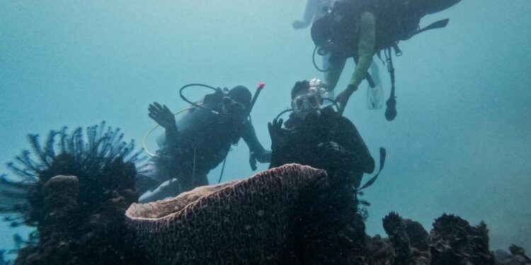 Jaga Keanekaragaman Hayati, Menparekraf Lakukan Transplantasi Terumbu Karang di Pulau Pramuka
