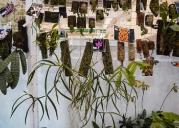 FLOII Expo 2024 Pertama Kali Perkenalkan Spesies Anggrek Baru dari Kalimantan Timur