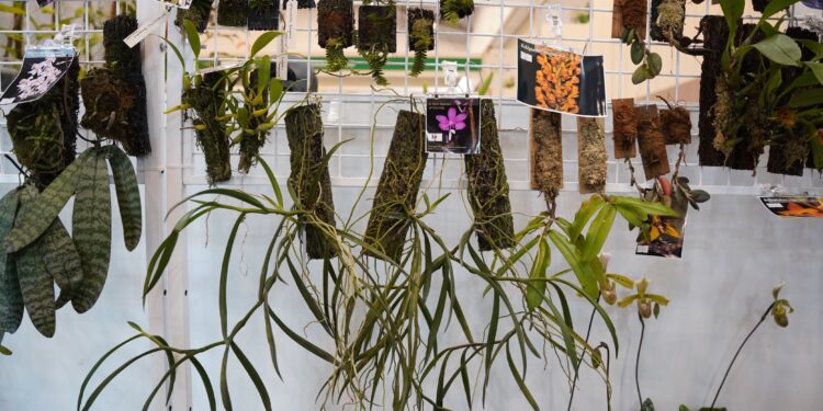 FLOII Expo 2024 Pertama Kali Perkenalkan Spesies Anggrek Baru dari Kalimantan Timur