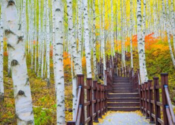 Keindahan Musim Gugur, Musim Favorit Wisatawan Indonesia di Korea