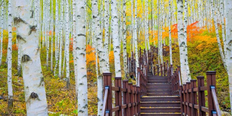 Keindahan Musim Gugur, Musim Favorit Wisatawan Indonesia di Korea