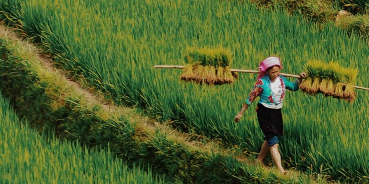 Beras Organik Jatiluwih, Berakar pada Kesehatan dan Warisan Alam