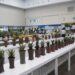 FLOII Expo 2026 Diikuti 120 Exhibitor, Suguhkan Keanekaragaraman Tanaman Hias Eksotis
